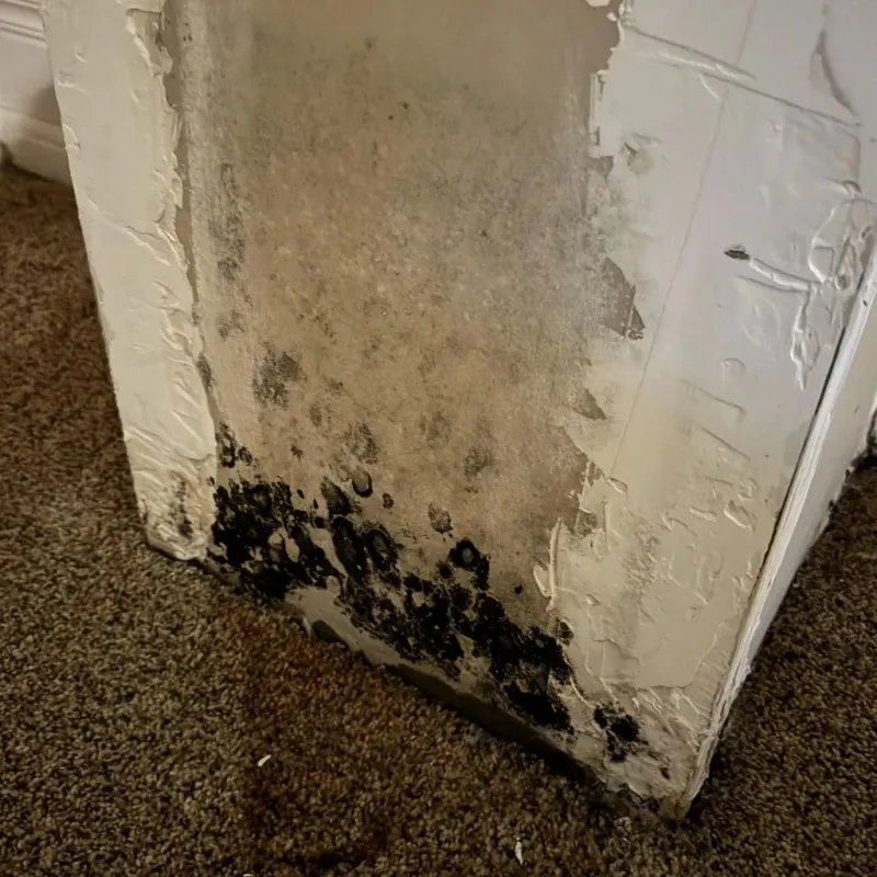 Professional Mold Removal in Goldthwaite, TX